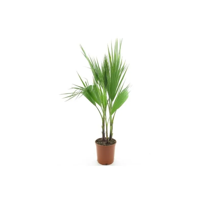 Palma messicana 'Washingtonia robusta' pianta in vaso 16 cm h. 50/60 cm