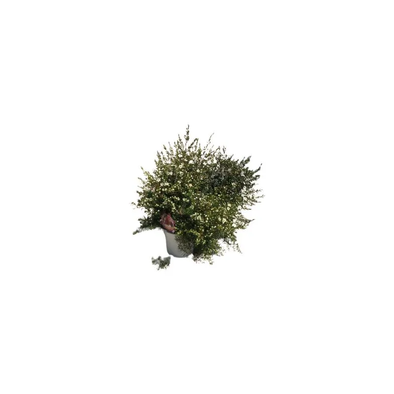 Mediterraneo Garden - Wax flower