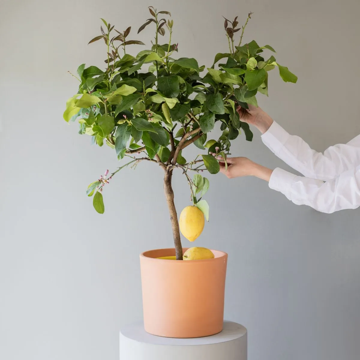 Piante a Domicilio - Limequat - albero del limone - 