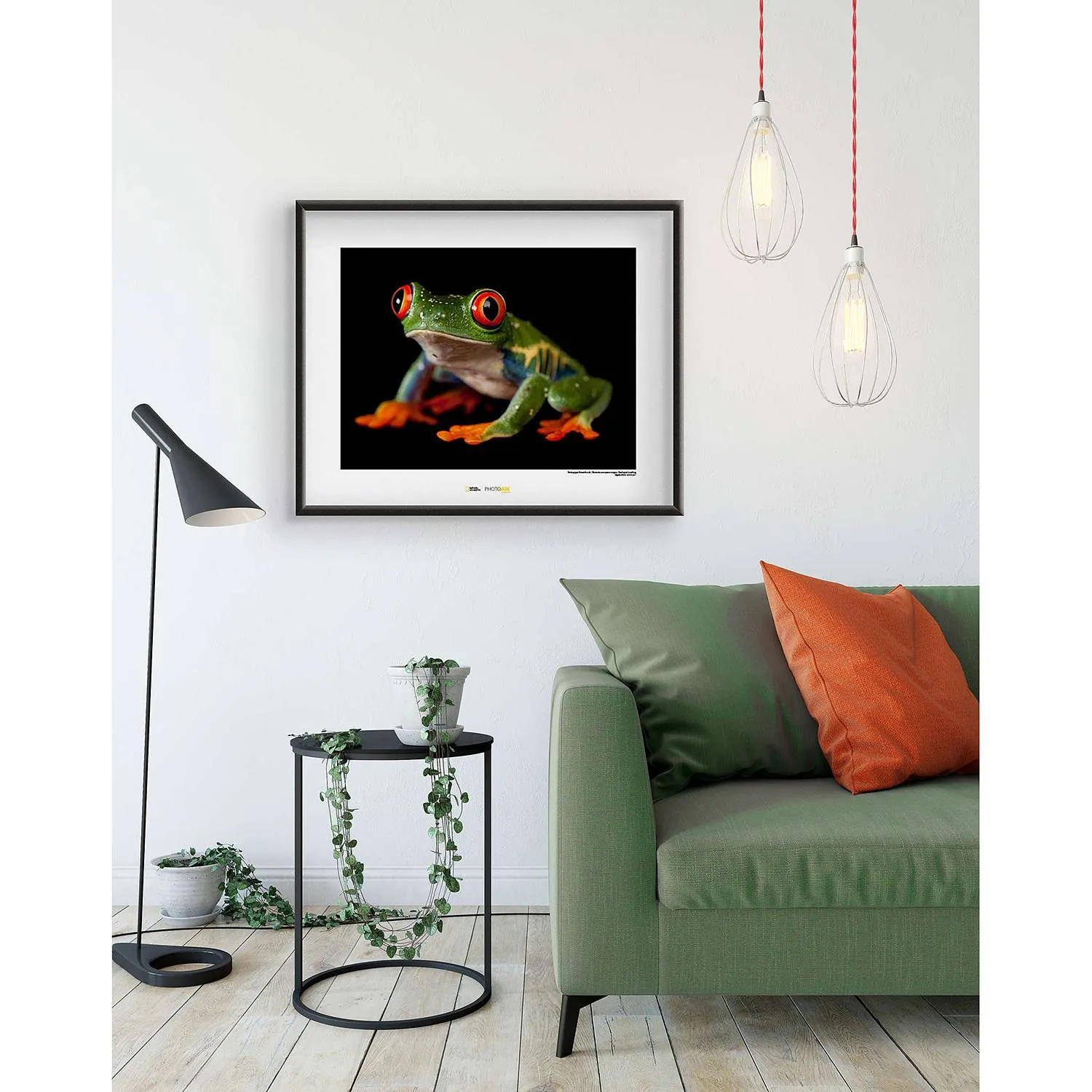 Poster Red-eyed Treefrog, 