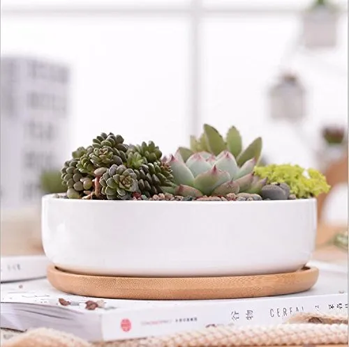 Y&M, splendido vaso di ceramica di 15,2 cm, design moderno rotondo, bianco, per piante grasse, cactus, fiori decorativi, bacinella, ciotola