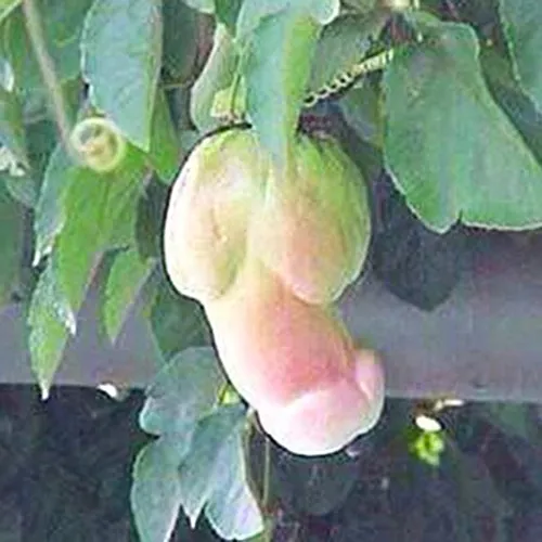 Ncient 30 Semi Sementi di Zucca Vegetale Organico Melone Raro Semi di Verdura Ortaggio per Orto Giardino Balcone Interni ed Esterni