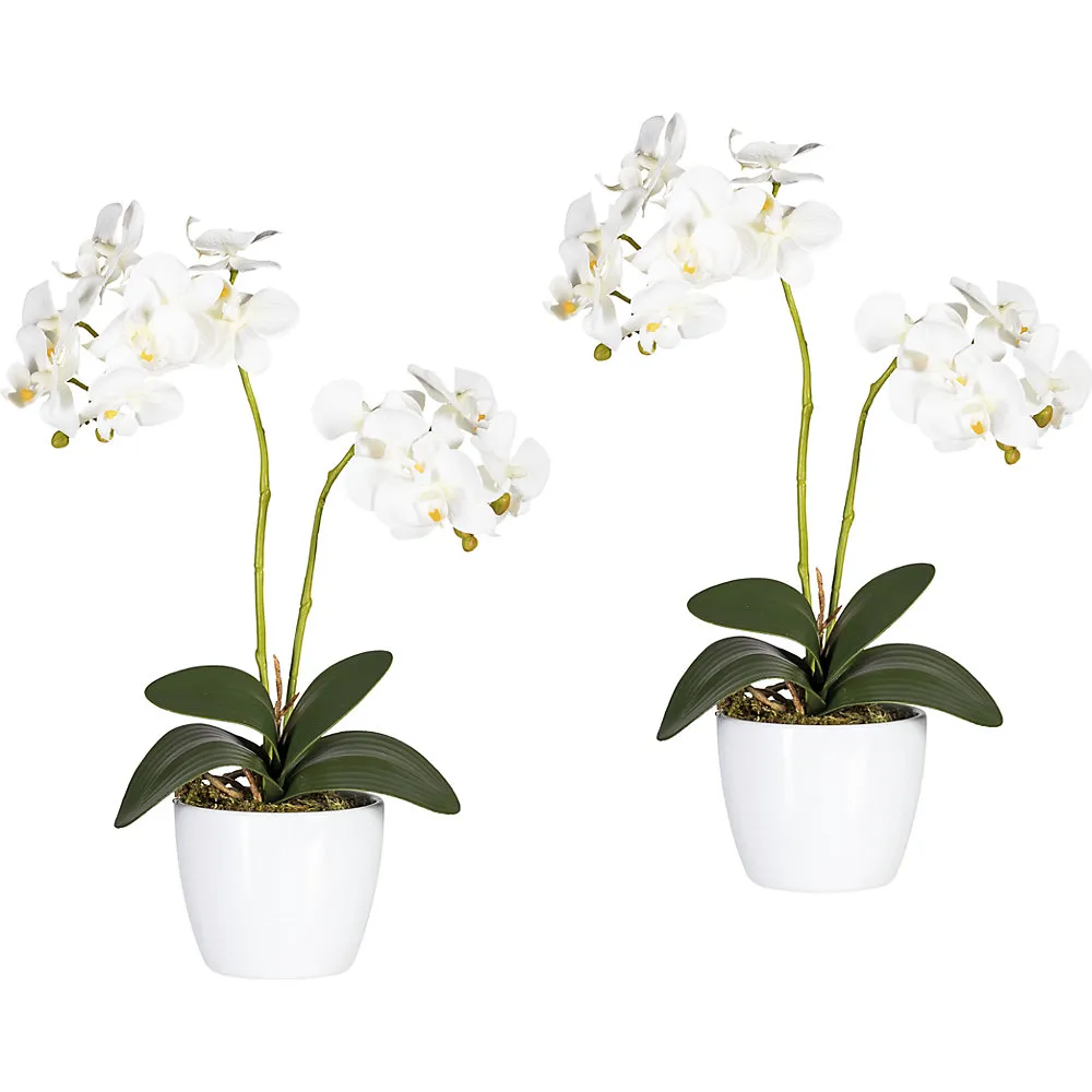 Orchidea phalaenopsis in vaso di ceramica bianco - kaiserkraft
