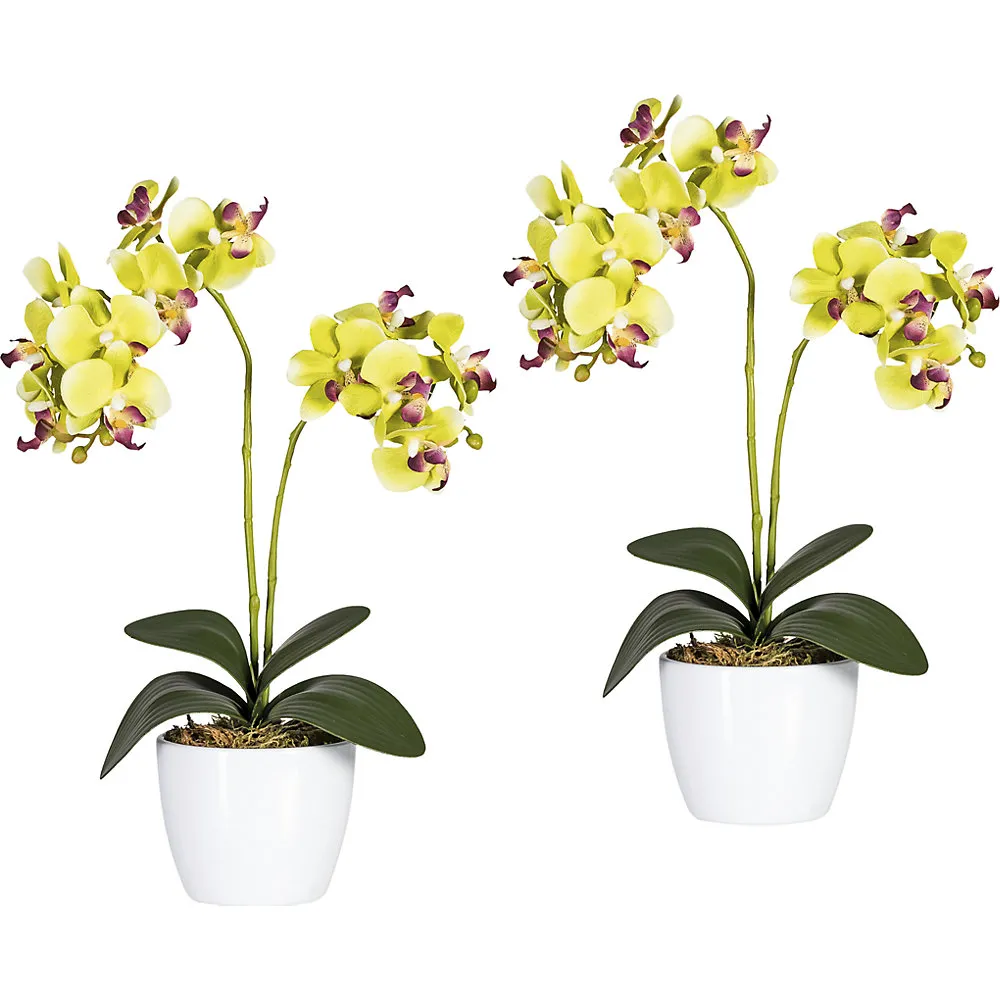 Orchidea phalaenopsis in vaso di ceramica bianco - kaiserkraft