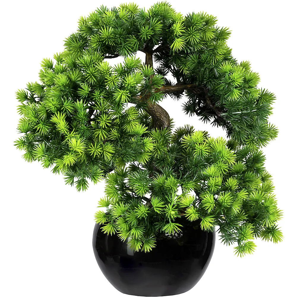 Larice bonsai, con ghiaia - kaiserkraft