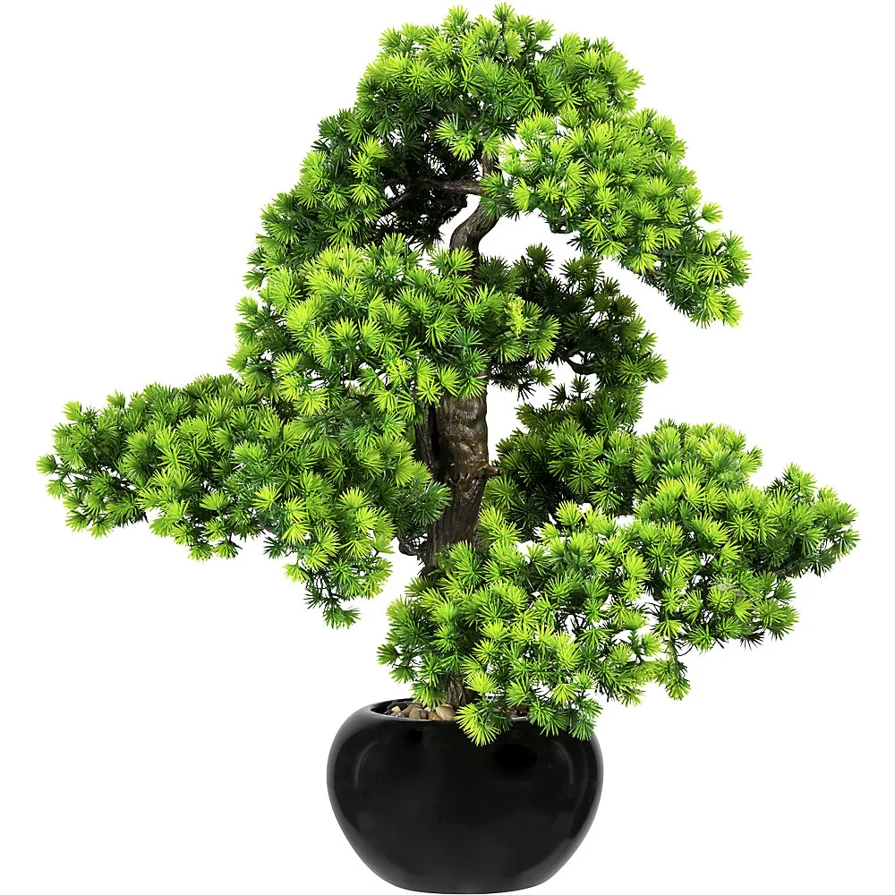 Larice bonsai, con ghiaia - kaiserkraft