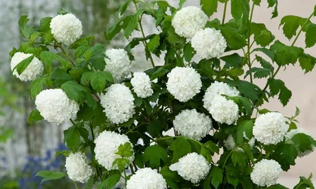 2 o 4 piante di Viburnum "Snowball" con vaso e altezza alla consegna di 30-40 cm