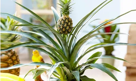 1 o 2 piante di ananas Mi Amigo con altezza alla consegna di 30-40 cm