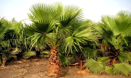1 o 2 piante di palma a ventaglio messicana XL da 80-100 cm