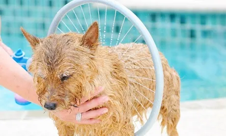 Sistema per lavaggio cani a forma di rondella da 31 cm di diametro