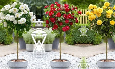 Set di 1 o 2 piante di rosa decorative disponibili in 3 colori