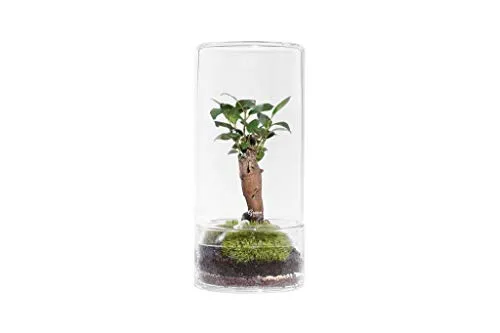 GREEN FACTORY – Jungle Tower Small – Composizione vegetale viva e autonomo – Piccolo terrario in vetro H. 20 cm + Ficus Microcarpa + muschio + ghiaia + terriccio