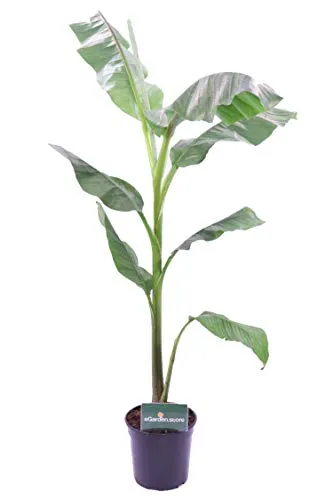 pianta di Banano Giapponese – Musa Basjoo pianta da interno venduta da eGarden.store
