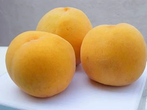 PESCO Sun Peach Nano in Vaso 18CM Piante da frutto nane Vaso