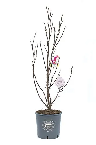 Magnolia 'Susan', Magnolia da fiore, Pianta vera in vaso, Pianta da terrazzo