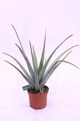 pianta di Aloe Vera Barbadensis vera da esterno o da interno v21
