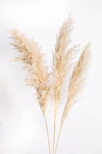 Pampas Decorative - Erba Della Pampas Xxl, Fiori di Pampas, 3 Piume Decorative, Pampas Decorative Alte 118cm, Fiori Di Pampas Stabilizzate, Rami Decorativi, Pampas Grass, Piume Naturali 50/60cm