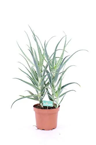 pianta di Aloe arborescens vera da esterno o interno v21