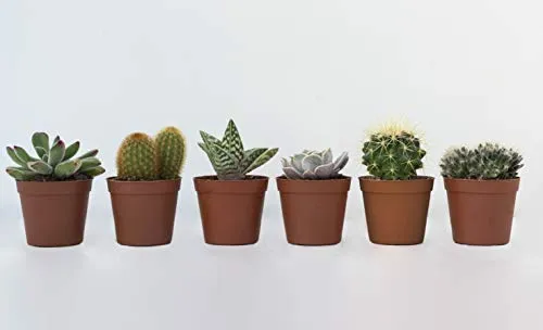 VIVAI APRILI | Piante Grasse Vere MIX Cactacee 6 pezzi. Pianta grassa di cactus vero e piantine grasse vere. 6 vasetti piante grasse e di piante succulente vere. Set piantine per interno ed esterno