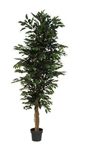 Verdevip Ficus Benjamin Verde - Albero Artificiale da Arredo Interno con Tronco Vero - Alto 200 cm Largo 70 cm