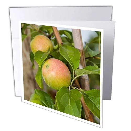 3DROSE GC 209977 _ 1 6 x 15,2 cm"Apple Trees at Robinettes Apple Haus Grand Rapids/Michigan/USA." Biglietto d' auguri