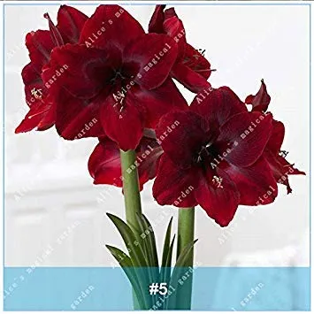 Fash Lady 5: ZLKING 2 StÃ¼cke Amaryllis Bonsai Birnen Barbados Lilie Nicht Samen Balkon Blume Hippeastrum Birne Hydroponischen Wurzel Topfpflanzen Blume 5