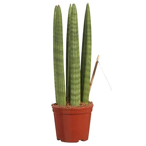 Choice of Green -1 Sanseveria dritto o stabimento femmine Tong-room in Di Kwekerspot ?10 cm-altezza ? 30 cm