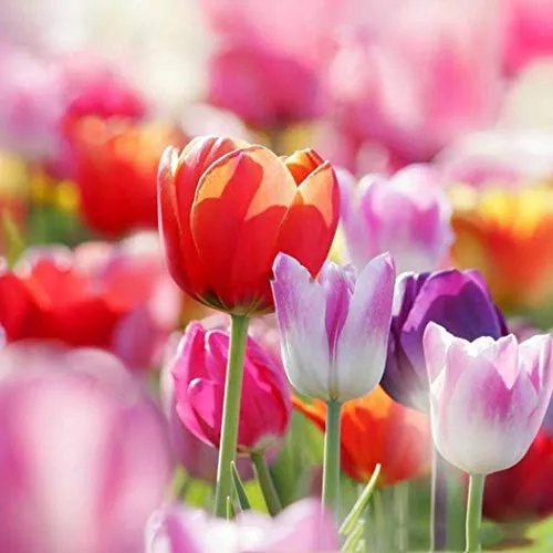 Kisshes Giardino - 100 Pezzi Bulbi di tulipano Semi di fiori Bulb Semi di fiori colorati Tulipani Bonsai Hardy Perenne
