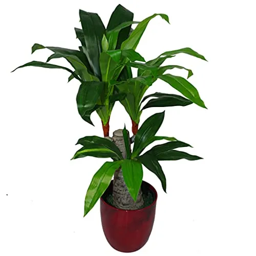Leaf LEAF-7069 Design UK - Vaso in plastica artificiale Dracaena per piante a triplo ramo, grande, colore: nero, variegato