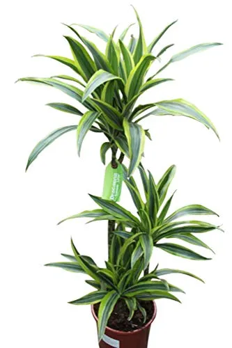 Dracaena Fragrans - Pianta per la casa o l'ufficio - Limone - Altezza 1,2 m