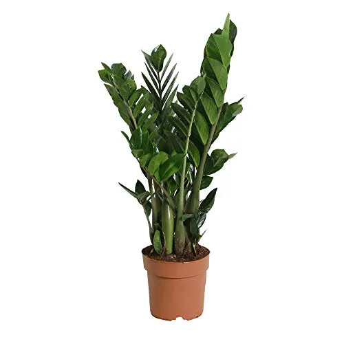 Choice of Green - Zamioculcas zamiifolia -camera pianta in Di Kwekerspot ?17 cm-altezza ? 45 cm