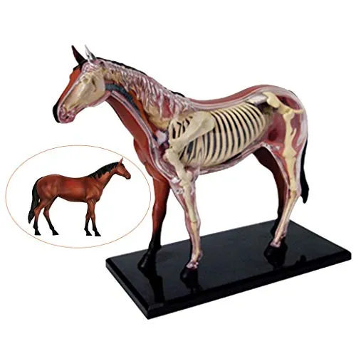 BBYT Cavallo Anatomico Modello - Animale Biologia Organo Scheletro Anatomia 26PCS Staccabile Puzzle Toy Kit di Montaggio Medico Insegnamento Modello