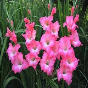 Vistaric I bulbi di gladioli importati sono adatti per le piante in vaso (non è il seme di gladiolo) 2PC bulbi di fiori Grande rosa