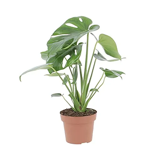 KENTIS - Monstera Deliciosa Pianta Vera da Interno - Piante da Appartamento - H 45-55 cm Vaso Ø 14 cm