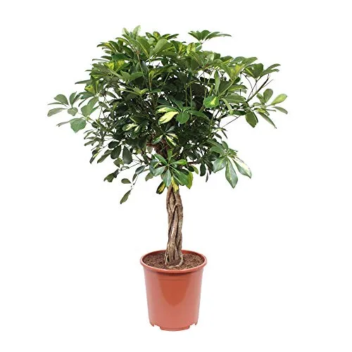 Choice of Green - Schefflera Gold Capella - pianta della casa in vaso per coltivatore ?27 cm-altezza ? 100 cm