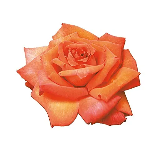 Wildfire®, rosa viva rifiorente di Rose Barni®, rosa in vaso di effetto prestigio, grandi fiori di colore arancio luminoso leggermente profumati. cod. 71283