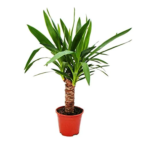 Yucca Palm - Palm Lilly - 14cm Pot
