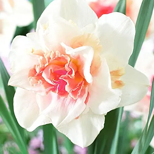 5x Narciso bulbo Fiori da giardino Narcisi Bulbi fiori primaverili Giardinaggio bulbi Narcisi Replete