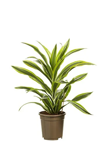 Pianta d'appartamento da Botanicly – Albero del drago – Altezza: 70 cm – Dracaena derem. Lemon Lime