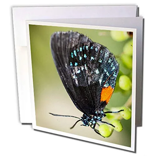 3DROSE GC 244382 _ 2 6 x 15,2 cm"a Colorful Eumaeus Atala Butterfly seduto su foglie verdi" Auguri (set di 12)