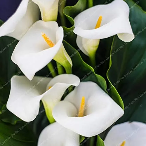 GETSO 2pcs Reale Calla Bianco Bulbi Bonsai Bulbi da Fiore Calla Bulbi Piante da Giardino Ufficio Decorazione Profumo Piante Bulbi da Fiore