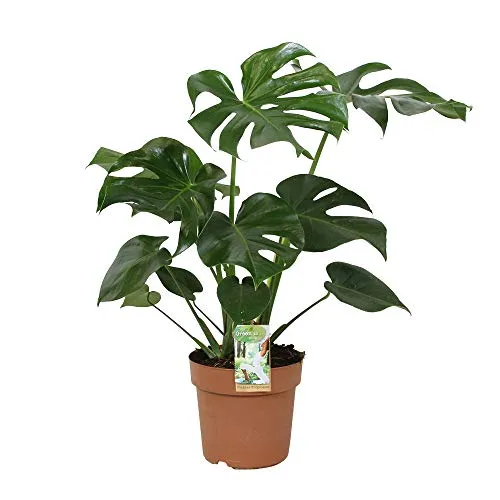 Green is® -Monstera deliciosa -camera pianta in Di Kwekerspot ?21 cm-altezza ? 80 cm