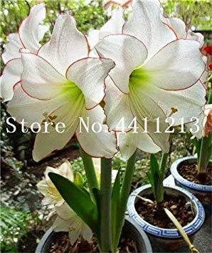 Potseed Fiore di Amaryllis Vero Fiore Non bulbi Hippeastrum per casa e Giardino Barbados Lily Vaso di Fiori: 5