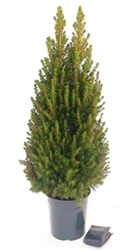 POWERS TO FLOWERS - PICEA GLAUCA CONICA, ALBERO DI NATALE, altezza 110cm, pianta vera