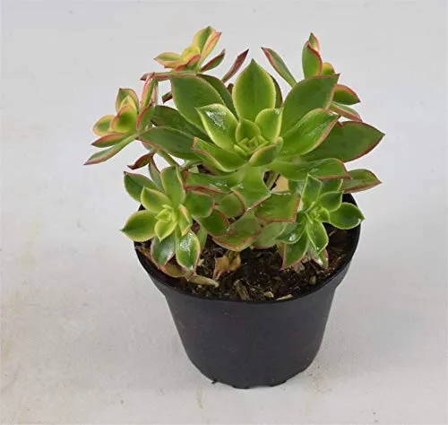 Pianta Grassa Aeonium Haworthii