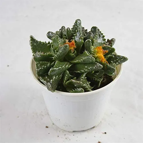 Pianta Grassa Faucaria Tuberosa, Vaso 10cm, Altezza 5/10cm