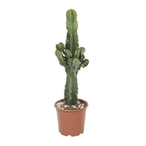 Cactus e pianta grassa da Botanicly – Euphorbia ingens – Altezza: 70 cm