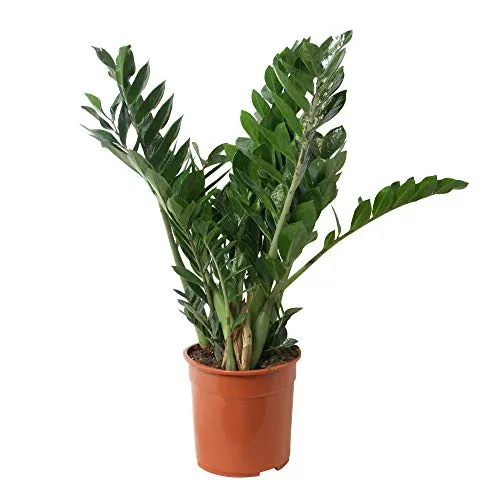 Zamia Palma Zamioculcas zamiifolia 60cm