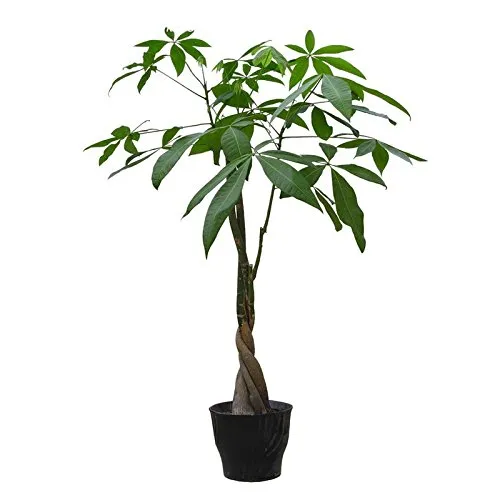 5pcs / pack della treccia Pachira Big Money Tree Semi Bonsai semi Indoor Piante Ornamentali casa decorazione del giardino miniascape Semi