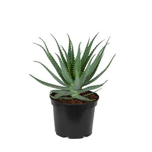 Pianta d'appartamento – Aloë Arborescens – Altezza: 40 cm